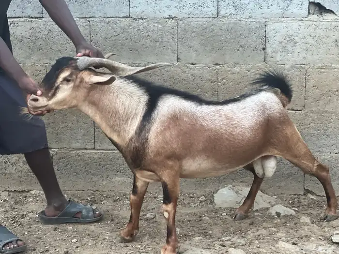 فحل السن سديس مشروط 2