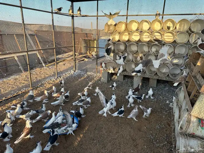 حمام للبيع 0