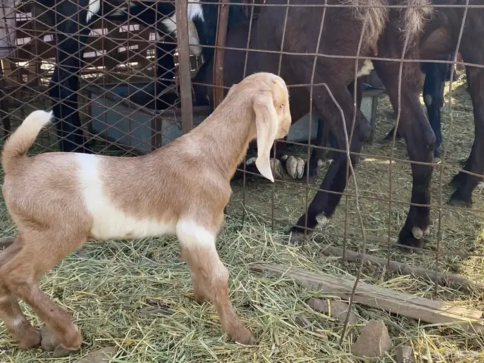 داغور تيس مشروع فحل يرضع من اي شاه شرط 3