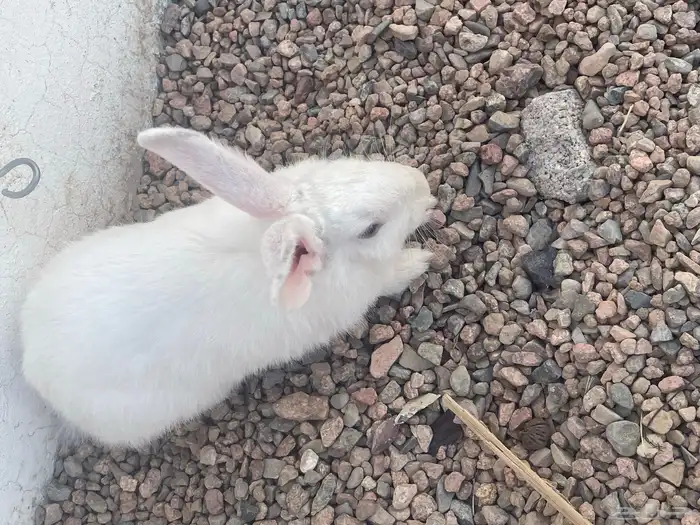 1ذكر 2 انثئ 1