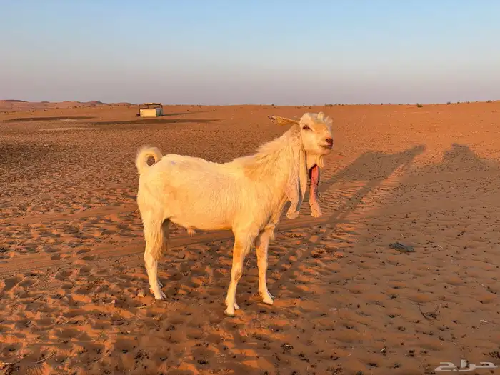 للبيع تيس هولندي مشروك بشامي 1