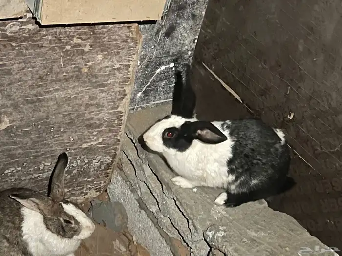 ارانب بلدي 6 5