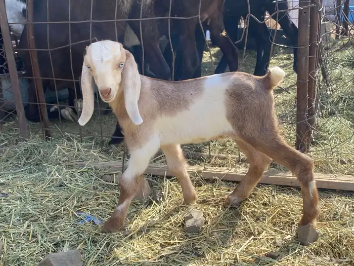 داغور تيس مشروع فحل يرضع من اي شاه شرط 0