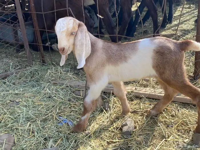 داغور تيس مشروع فحل يرضع من اي شاه شرط 1