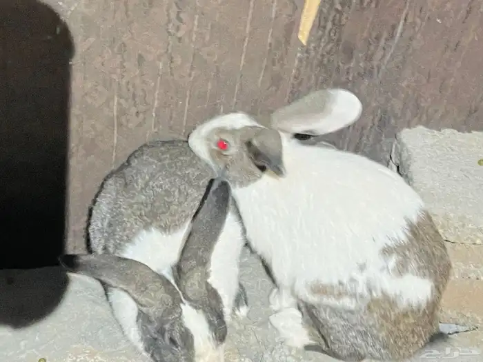 ارانب بلدي 6 4