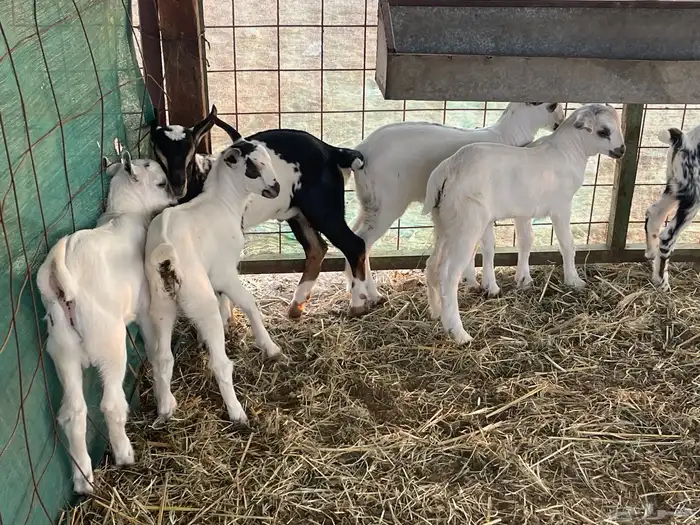 معزا بيشيات صنف ولد شي فاخررر من الاخر منوة القاني تم البيع 16