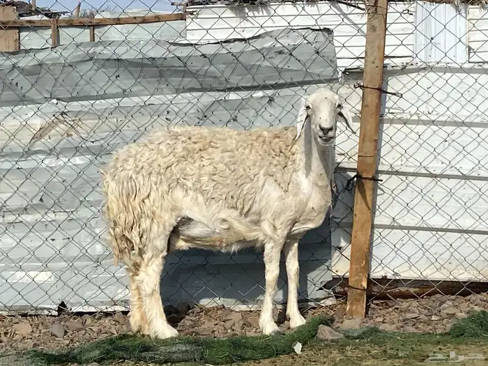 نعجه حرشا حريه صنف دافع شرط واصله فحص سونار 11