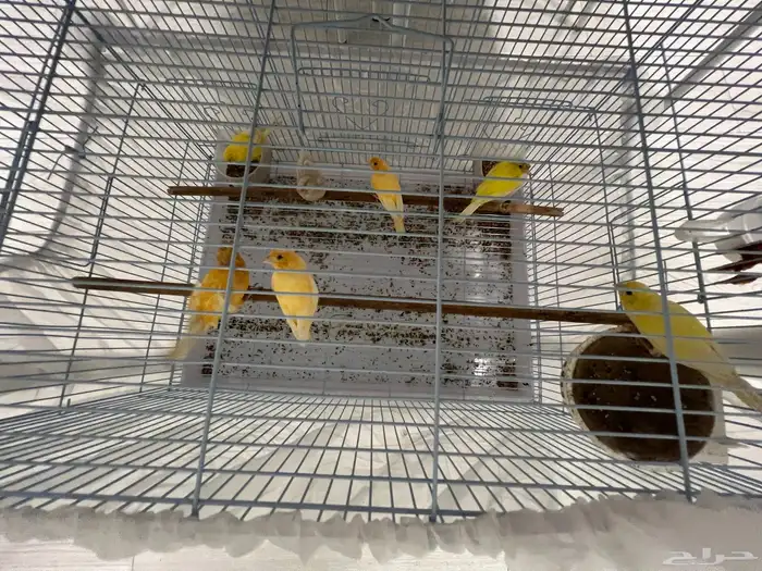 طيور كناري 1