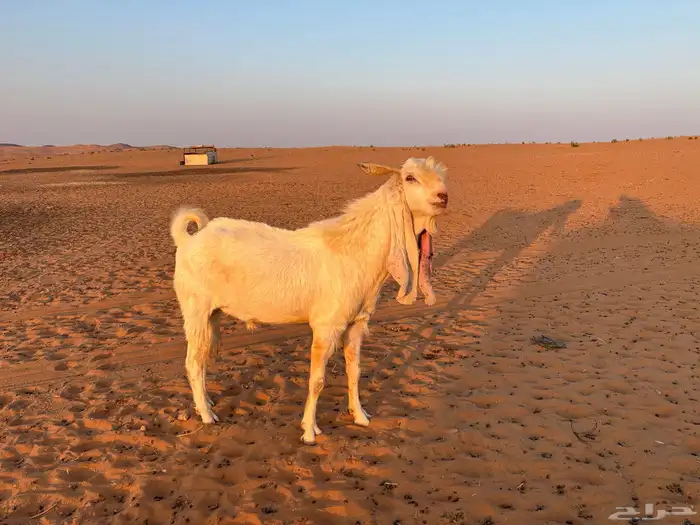 للبيع تيس هولندي مشروك بشامي 2