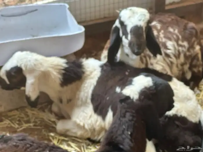 سواكن بيض تربيه 33