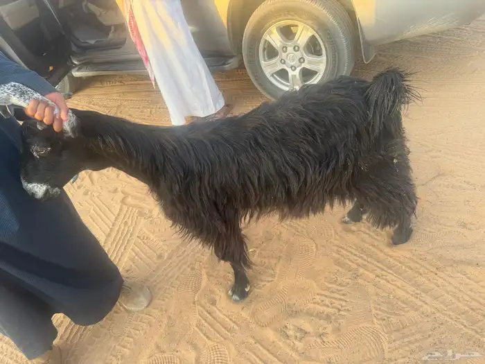 عنز عارضيه 0