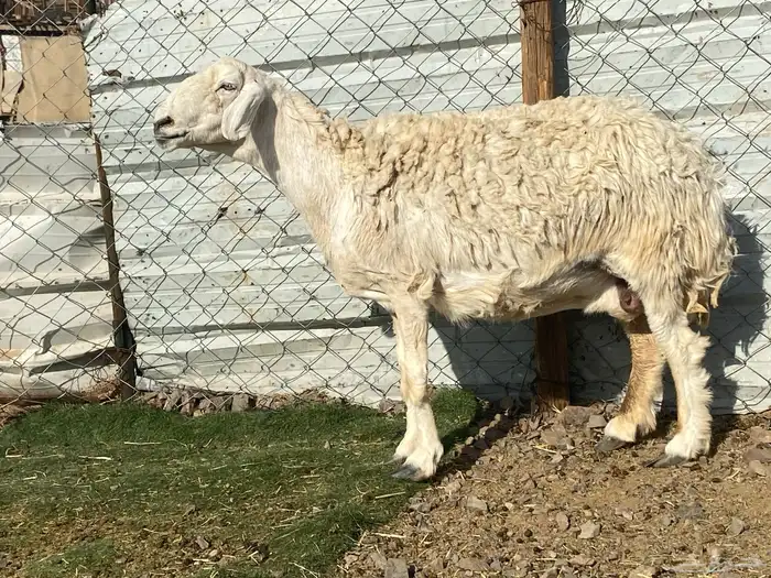 نعجه حرشا حريه صنف دافع شرط واصله فحص سونار 1