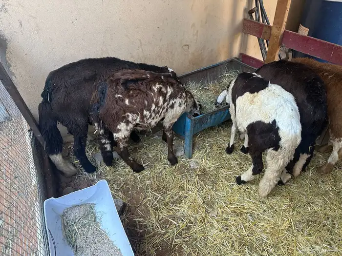 سواكن بيض تربيه 23