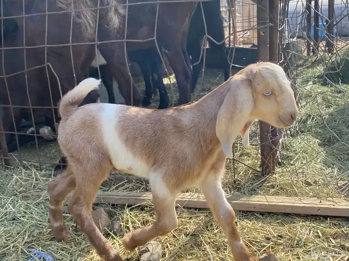 داغور تيس مشروع فحل يرضع من اي شاه شرط 2