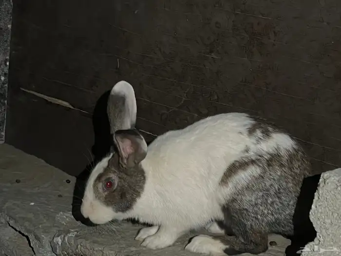 ارانب بلدي 6 0