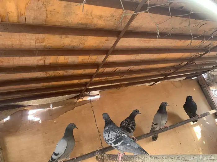 حمام بلدي للبيع السعر 50 0