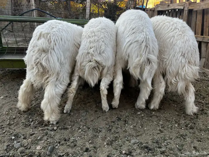 طليان حري للبيع 2