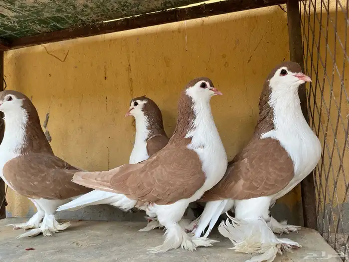 اجواز شيرازي وشغل بخاره 6