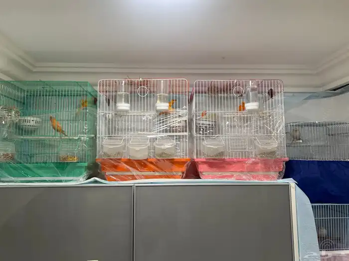 طيور كناري 0