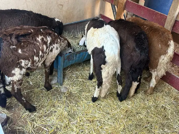 سواكن بيض تربيه 25