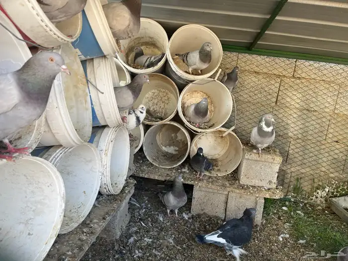 للبيع حمام معا شبك 2