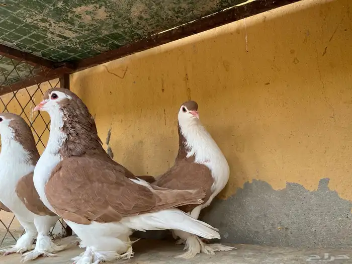 اجواز شيرازي وشغل بخاره 7