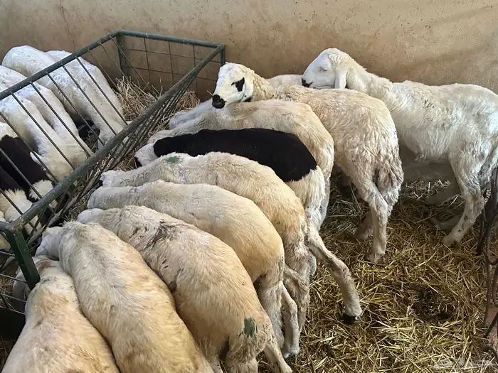 سواكن بيض تربيه 7