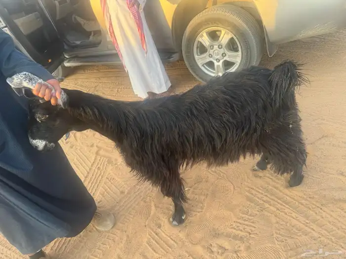 عنز عارضيه 1