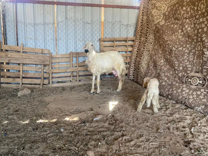 بكر صفراء ثنيه عليها خروف 1