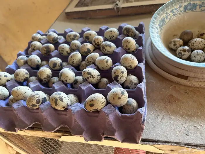 بيض سمان تكساس 0