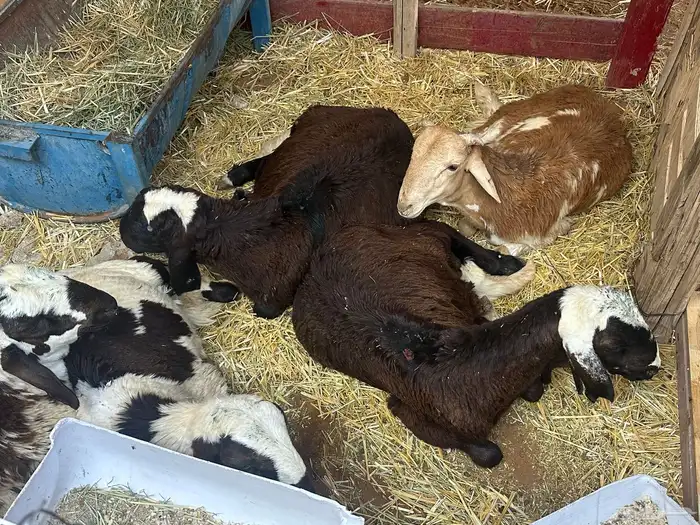 سواكن بيض تربيه 32