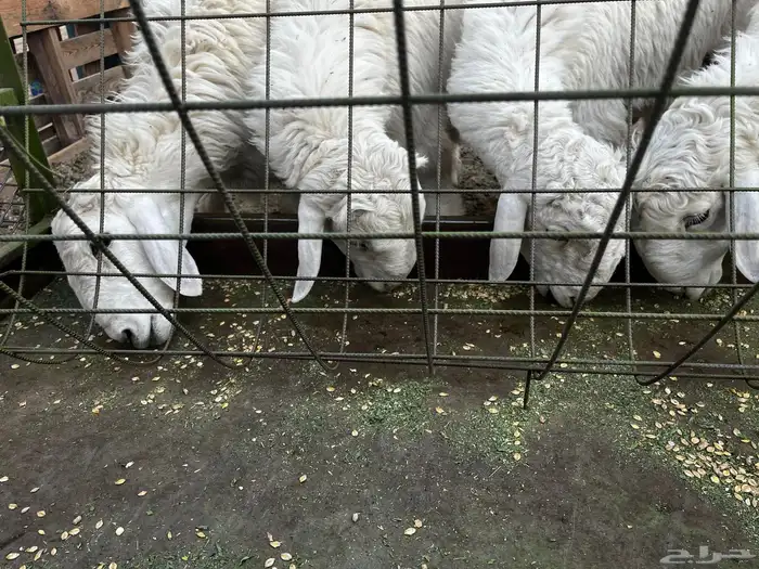 طليان حري للبيع 4