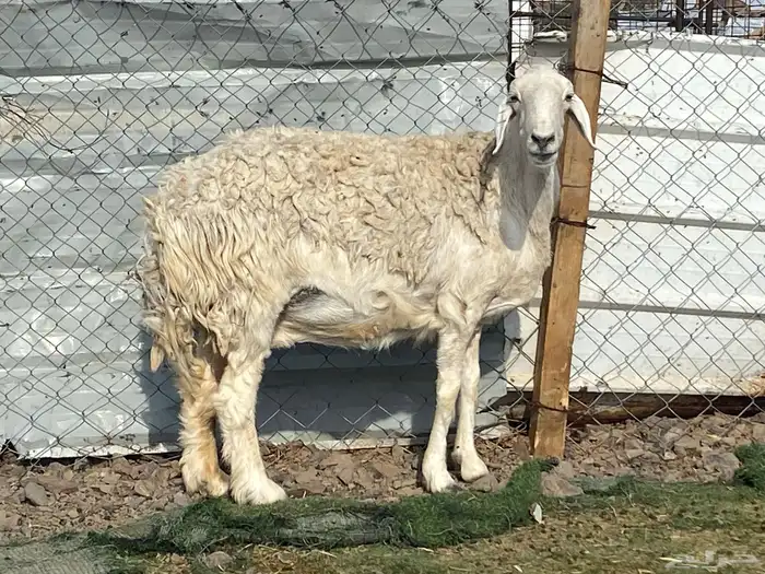 نعجه حرشا حريه صنف دافع شرط واصله فحص سونار 12