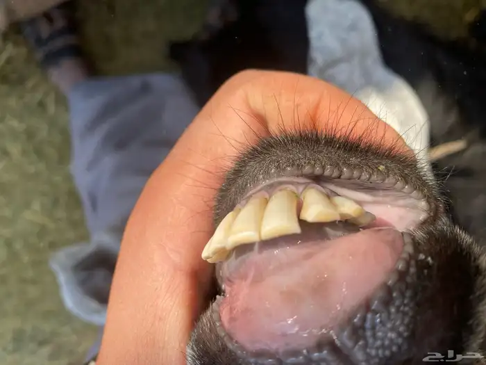 ماعز عارضيات 3 4