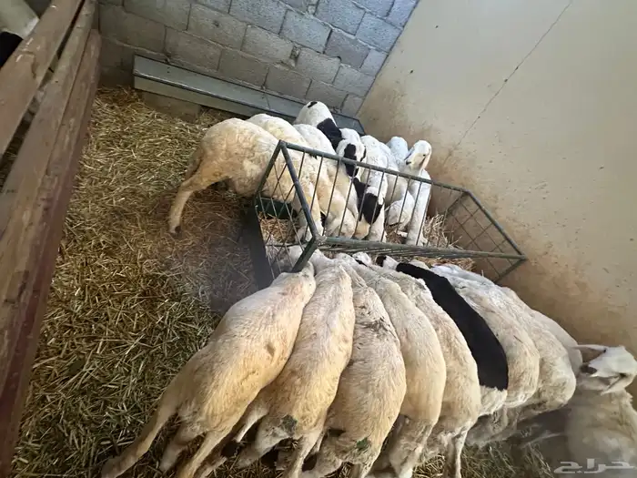 سواكن بيض تربيه 5