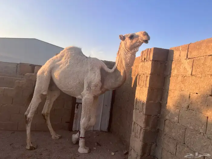 قعود لقي ساسه طيب 0