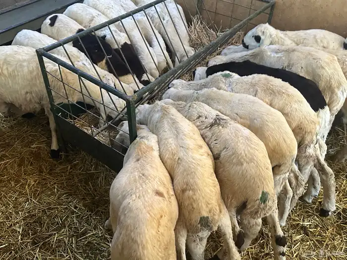 سواكن بيض تربيه 11