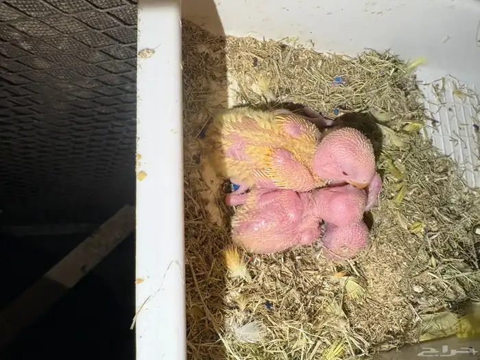 روز رد اوبلاين اورنج منتج 8