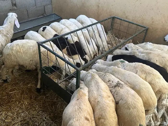 سواكن بيض تربيه 12