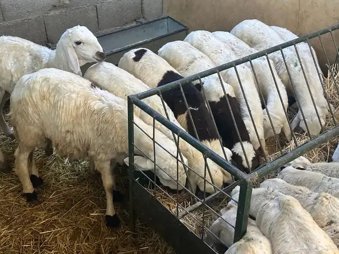 سواكن بيض تربيه 8