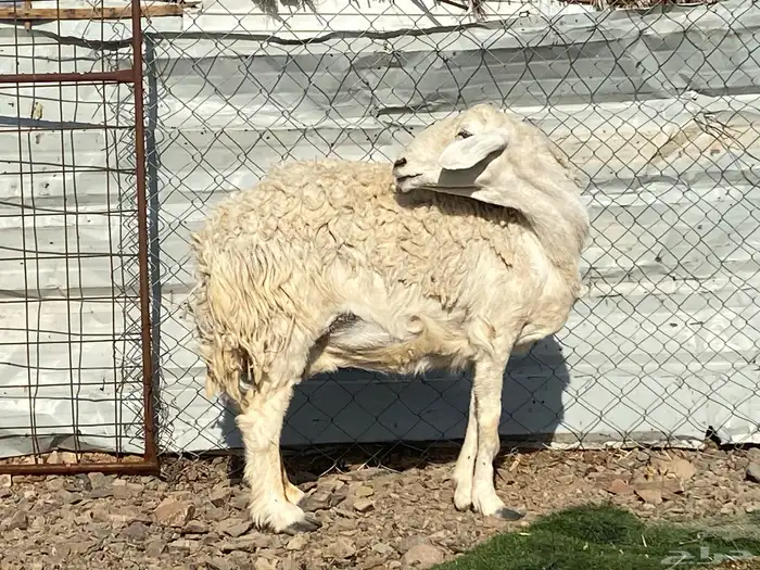 نعجه حرشا حريه صنف دافع شرط واصله فحص سونار 7