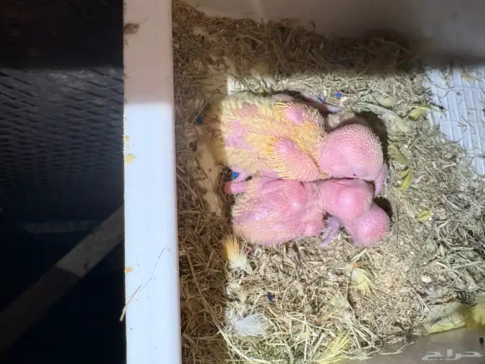 روز رد اوبلاين اورنج منتج 7