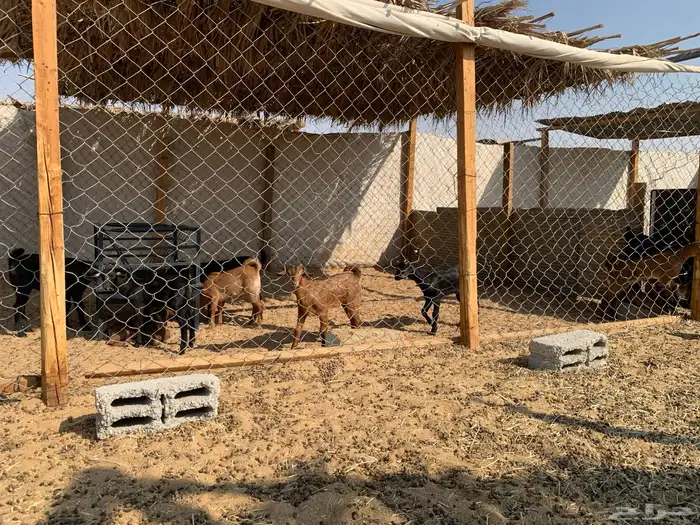 ماعز جنوبي منوة القاني 7