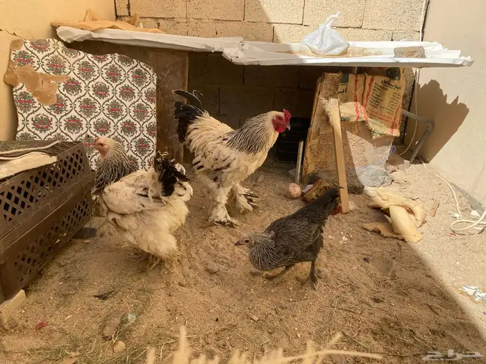 دجاج براهما كلومبي الحد 300 2