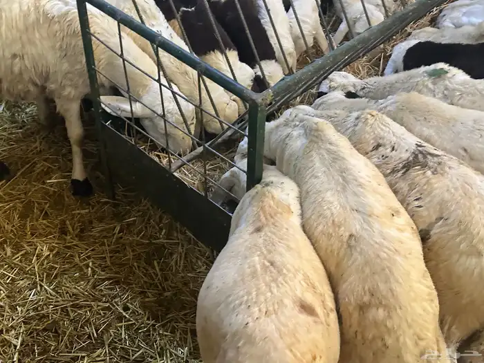 سواكن بيض تربيه 9