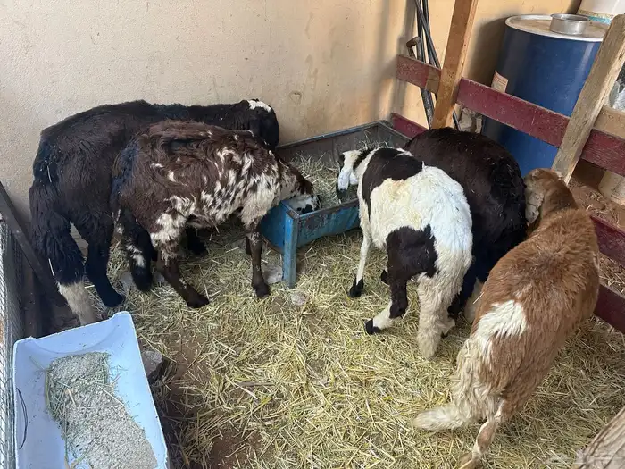 سواكن بيض تربيه 21