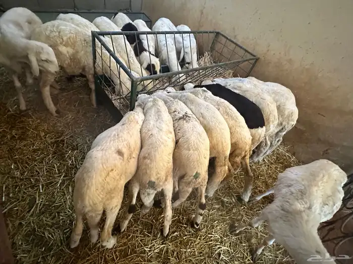 سواكن بيض تربيه 3