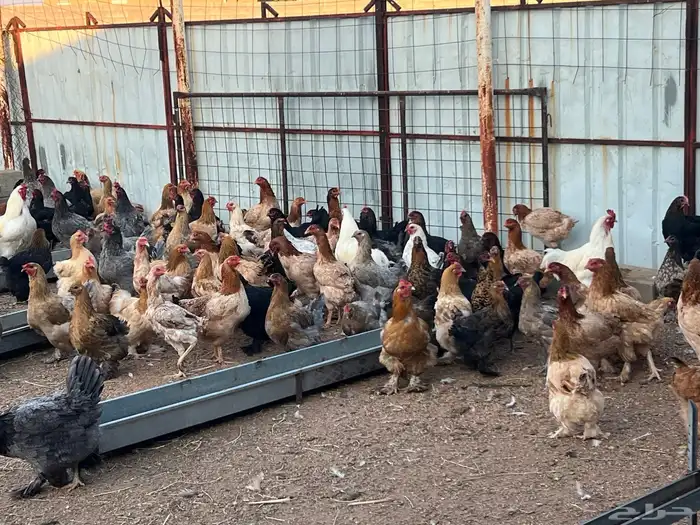 دجاج بياض 10