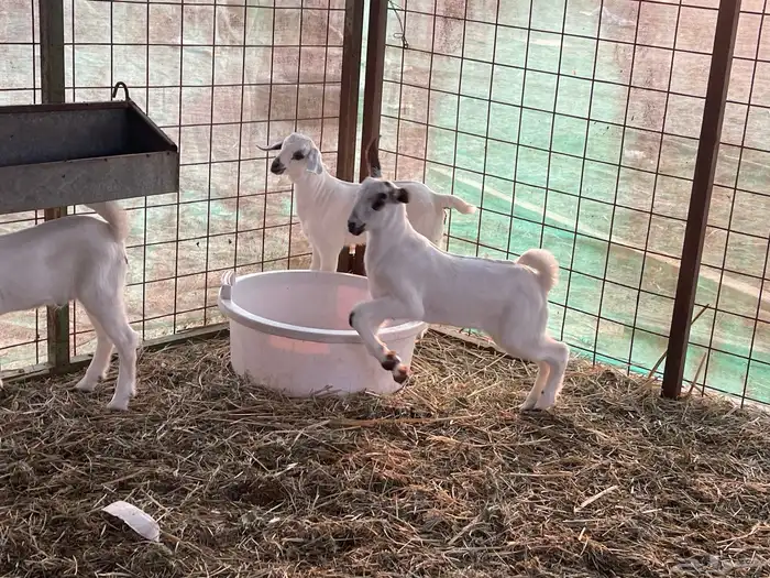 معزا بيشيات صنف ولد شي فاخررر من الاخر منوة القاني تم البيع 17