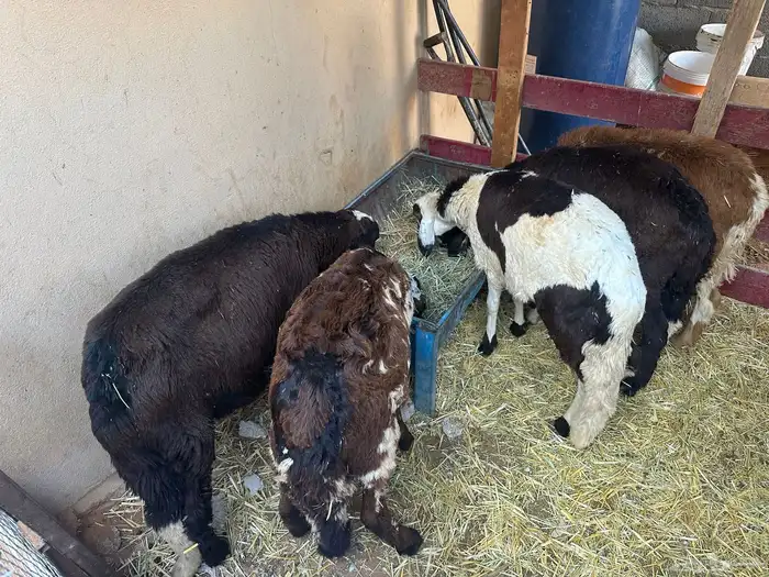 سواكن بيض تربيه 27